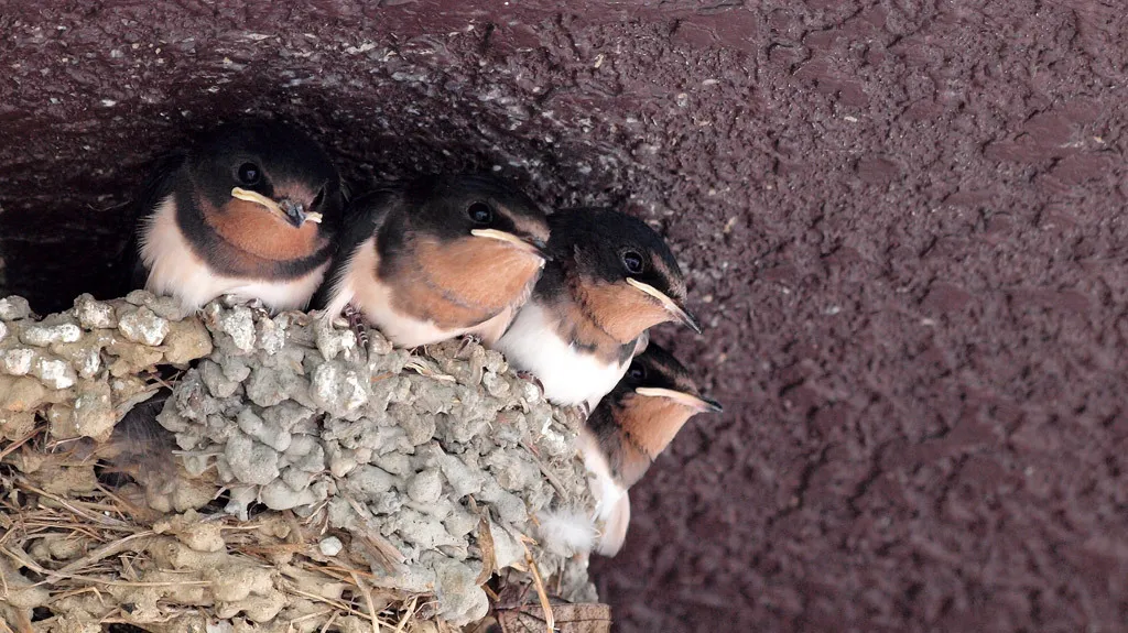 整数問題もこれで攻略！生徒に"鳩の巣原理"を教えよう！【知っていると必ず得】