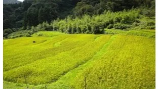 【入試頻出】古代の土地制度をどう教えるか～初期荘園が出来るまで～