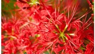 理科の最強指導法13　－植物編ー　「花のつくり」