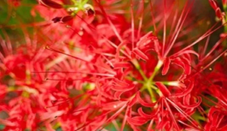 理科の最強指導法13　－植物編ー　「花のつくり」