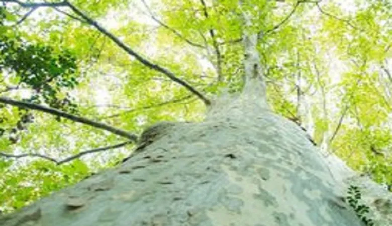 理科の最強指導法15　－植物編ー　「根・茎のつくり」