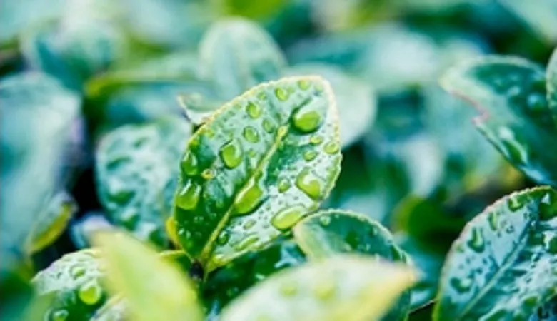 理科の最強指導法16　－植物編ー　「葉のつくり」