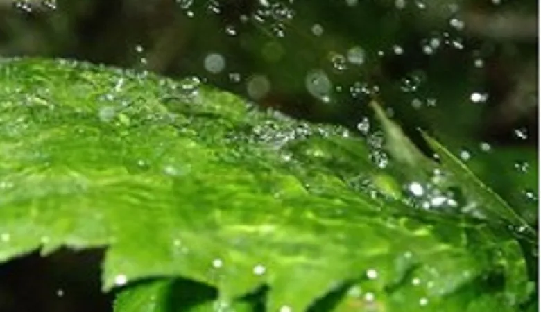 理科の最強指導法17　－植物編ー　「光合成」