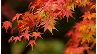 理科の最強指導法21　－植物編ー　「季節の特徴(夏・秋)」