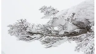 理科の最強指導法22　－植物編ー　「季節の特徴(冬)とまとめ」