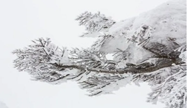 理科の最強指導法22　－植物編ー　「季節の特徴(冬)とまとめ」