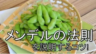 【理科講師必見】メンデルの法則をわかりやすく説明するコツ！