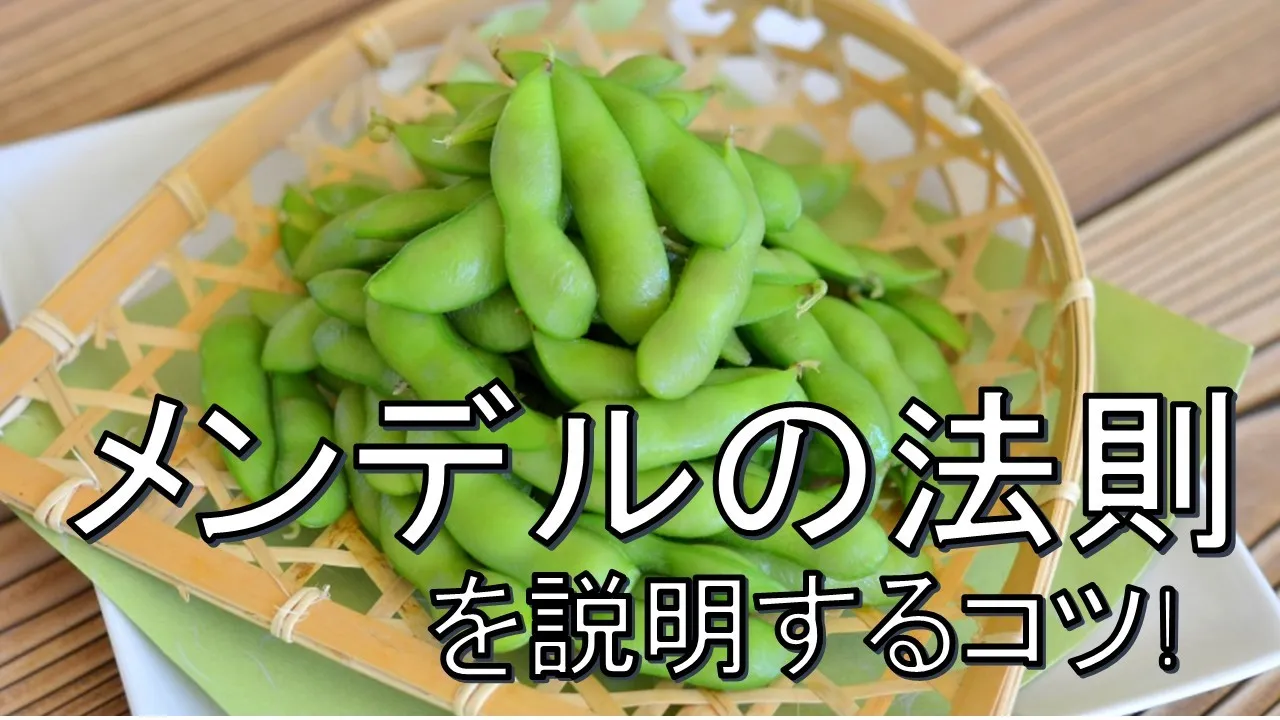 【理科講師必見】メンデルの法則をわかりやすく説明するコツ！